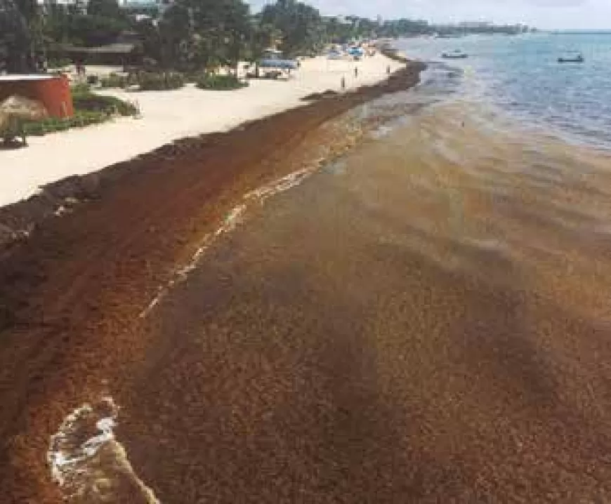 El sargazo en el Caribe mexicano